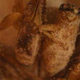 Illustration for article titled Taste Test: "Crick-ettes" flavored crickets